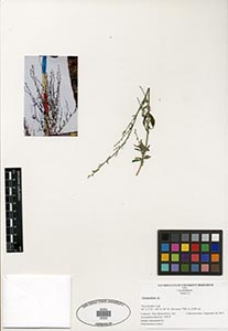 Herbarium Sheet of 